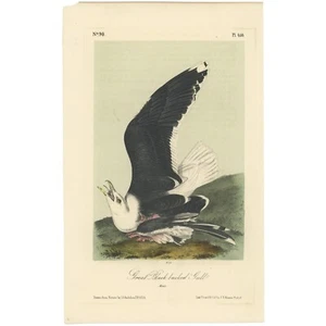 Audubon Birds Octavo 2da Ed 1856 h/c Litografía Pl 450 Gran Gaviota de Espalda Negra - Imagen 1 de 2