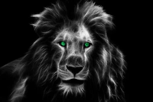 Lion King Green Eyes Grey Face Africa - 17" x 22" Fine Art Gallery Print - 00016 - Picture 1 of 1