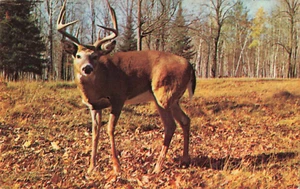 Ciervo joven Buck caminando a través de hojas de otoño caídas, postal vintage - Imagen 1 de 2