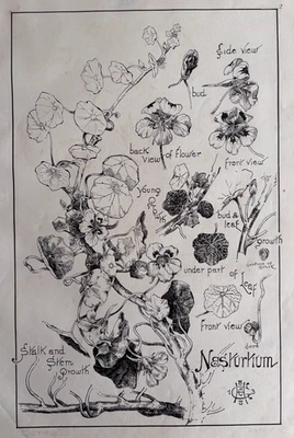 George C. Haité (1855-1924) большие чернила ботанический рисунок «Настурий» опубликовано - Изображение 1 из 4