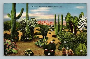 Cartolina - Alcune varietà di cactus del deserto - Foto 1 di 2