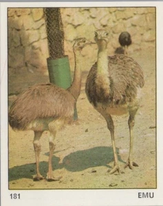 Top Sellers Card - Animals of The World - Card No 181 - Emu - Picture 1 of 2