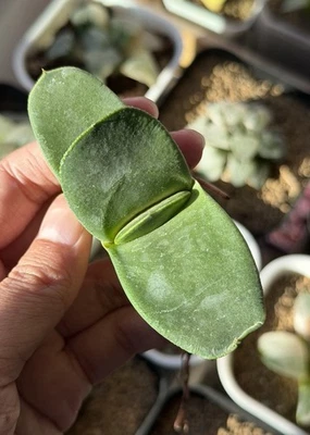 Gasteria híbrida, cultivada en semillas, igual que en la foto (grande, 3”) Foto 1 de 4