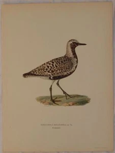 George-Chromolithographie Oiseaux Birds Svenska Squatarola Puder 1924 Bird - Picture 1 of 1