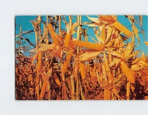Postcard Yellow Gold! Corn Harvesting - Picture 1 of 2
