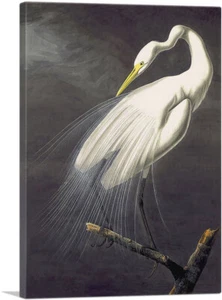 ARTCANVAS Great Egret Canvas Art Print by John James Audubon - Picture 1 of 11