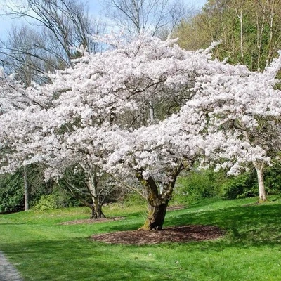 1 live YOSHINO cherry tree beautiful spring flowers pink and white blooms - Image 1 of 2