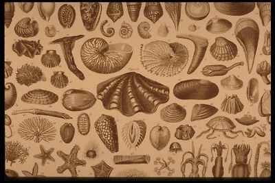 Художественная печать старый винтажный, ракушки, большой плакат реклама холст в рамке - Изображение 1 из 4