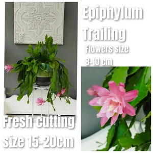 2 RARE Pink Epiphyllum Succculent 15-20CM long Unreporte Fresh Cuttings - Picture 1 of 17