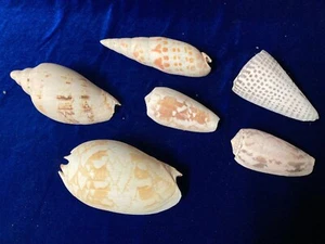 Lot of 6 - Natural Sea Shell HOME DECOR BEACH SEASIDE Decorative 1960s Aquarium - Picture 1 of 5