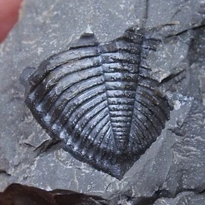 Czech Trilobite pygidium Odontochile hausmanni Devonian Fossils Dino 7 - Picture 1 of 8