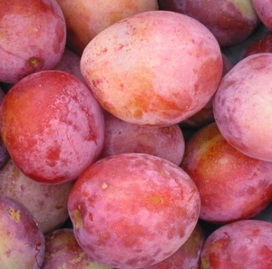 Dwarf Patio Victoria Plum Fruit Tree 3-4ft in a 5 Litre Pot By Direct Plants - Picture 1 of 8