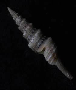 Seashell Lophiotoma agudo 49 mm F++ - Imagen 1 de 3