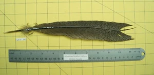 One 12"  Ocellated Turkey Broken Tail (no colored top) Lot-SF 194 - Picture 1 of 4