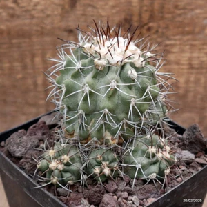 D3218 COPIAPOA COQUIMBANA KK1 maceta 12-H11-W12 cm MaMa Cactus - Imagen 1 de 4
