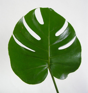 Lote 10 hojas naturales de Monstera categoria I para decoración 70 cm VNT