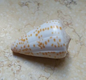 Conus Tessulatus 57mm tesseliert Wow Muster groß große rote Meeresmuschel - Bild 1 von 12