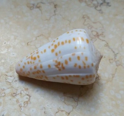 Conus tessulatus 57mm tessellated wow Pattern larg big red sea shell - Image 1 of 4