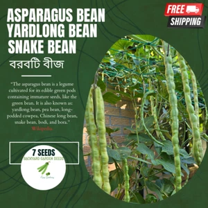 Snake Bean, Asparagus bean, Yardlong Bean, Borboti (বরবটি) High Yield 7 Seeds - Picture 1 of 1