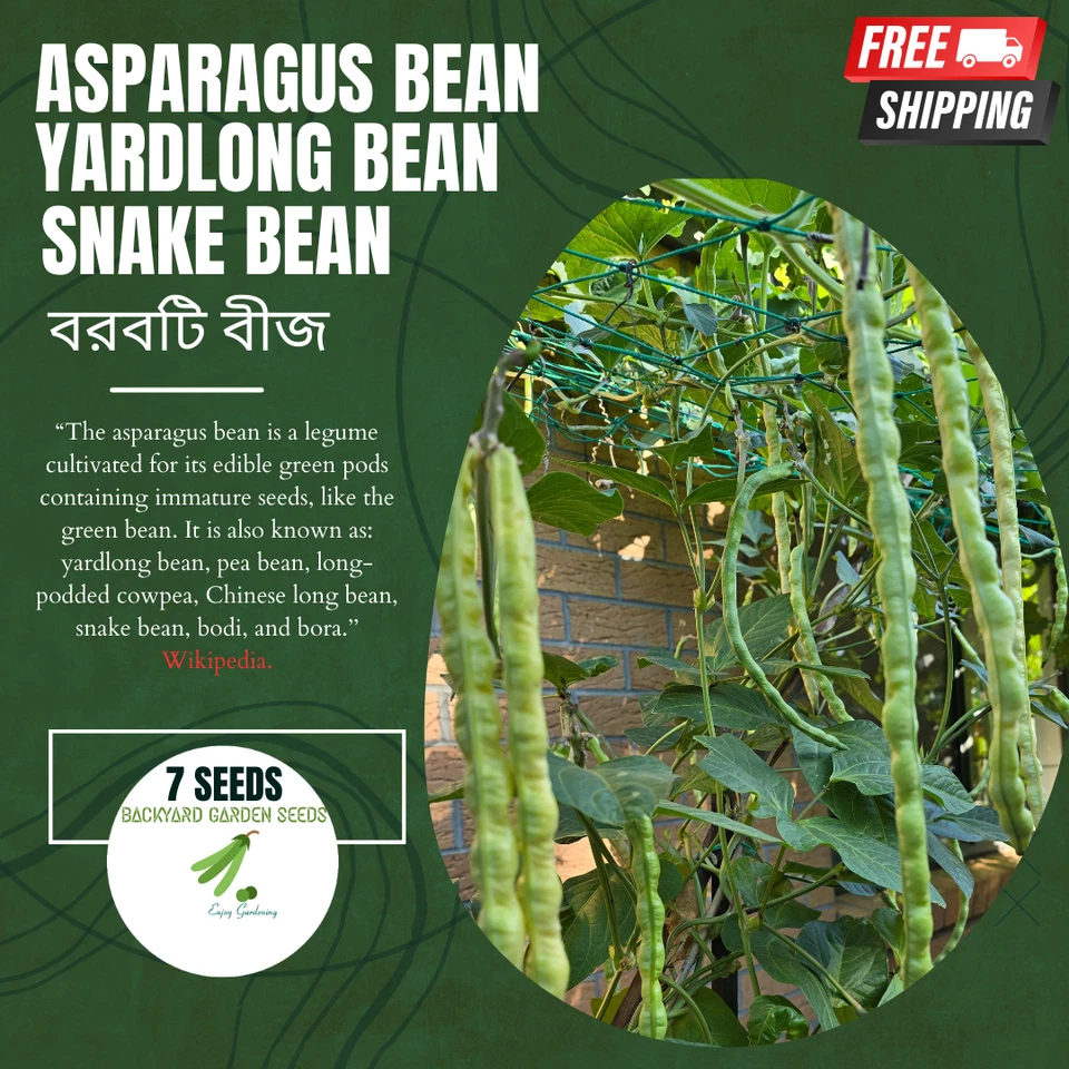 Snake Bean, Asparagus bean, Yardlong Bean, Borboti (বরবটি) High Yield 7 Seeds - Image 1 of 1