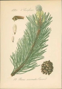 Chromolithographie: Pyrenaeen-Zwergkiefer. P. uncinata Ram. Coniferae. Hallier, - Bild 1 von 1