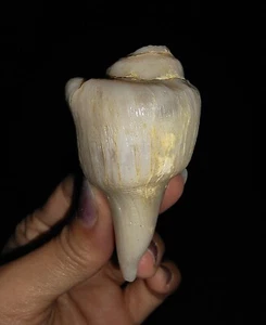 FÓSIL DE CAPARAZÓN DE MAR, GASTROPODA FASCIOLARIDAE, DE JAVA, INDONESIA, 65 MM - Imagen 1 de 5