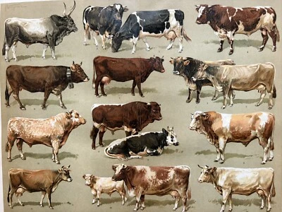 antike Grafik Fauna: Rinderrassen - alte Chromolithografie 1905 Rinder Kühe Cow - Bild 1 von 4