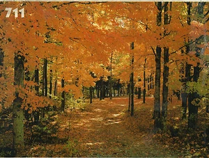 TREE MURAL -Scenic Wall Mural-Autumn Road - Picture 1 of 1