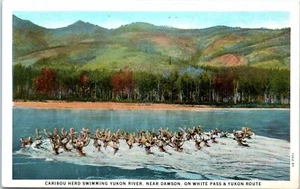 1930s AK Postcard Caribou Herd Swim Yukon River Dawson White Pass Route Railroad - Picture 1 of 2