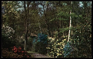 Windsor Great Park Valley Gardens Berkshire RP Jarrold Postcard - Picture 1 of 2