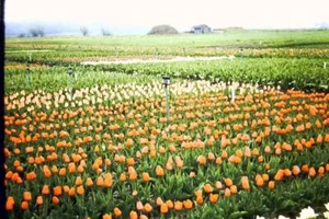 35mm Colour Slide- Tulip Festival 1960's USA - Bild 1 von 1