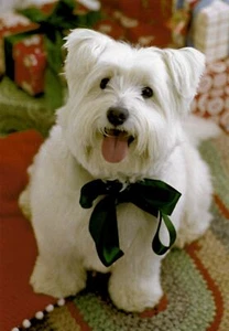 BEST WEST HIGHLAND TERRIER WITH A BOW CHRISTMAS CARD by DESIGNDESIGN (11) - Picture 1 of 2