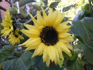 Girasol Moonwalker - Helianthus annuus - 10+ semillas - semillas - He 029 - Imagen 1 de 1
