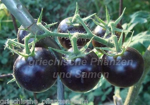 🔥 🍅 DANCING WITH THE SMURFS tomate azul lila 10 semillas tomate para balcón - Imagen 1 de 1