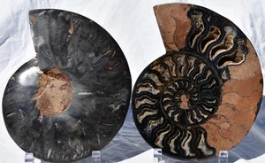 Large Black Ammonite Pair Great Crystals 8.0" 110myo Dinosaur age 200mm 3246dd - Picture 1 of 15