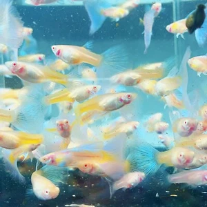 10 live guppy fry- abino blue topaz - High Quality Live Guppy Fish US Seller - Picture 1 of 11