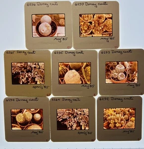 Kakteen Kakteen Pflanzen 80er Jahre viele Dias Foto Dia Lot Geschichte - Bild 1 von 5
