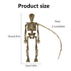 Human Anatomical Props Party Skeleton Model Hanging Horror Halloween Decor