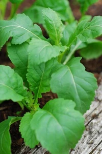Rocket (Wasabi) 900+ Seeds (Brassicaceae) Instructions Included x - Picture 1 of 6