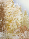 Paula Crane "Alma Ii" Signed Numbered Artwork Etching Of Forest, Trees Makeoffer