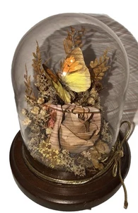 Vintage echter Schmetterling Taxidermie mit Trockenblumen Glaskuppel Holzsockel 5" Display - Bild 1 von 8
