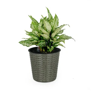 DTY Signature 10.2" Self-watering Wicker Planter - Picture 1 of 25