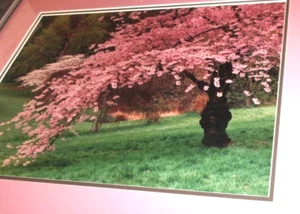 CHERRY TREE FULL BLOSSOM - ART PHOTOGRAPH - FRAMED AND MATTED - 20" x 16" - Picture 1 of 7