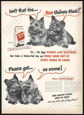Foto de perros Norwich Terrier 1948 Gaines Meal comida para perros anuncio impreso vintage Foto 1 de 4
