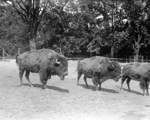 Bisonte Buffalo de pie en el campo 8x10 reimpresión de foto antigua - Imagen 1 de 1