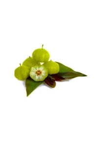 Star Gooseberry, Tahitian Gooseberry, Phyllanthus acidus x 10+ Seeds - Picture 1 of 6