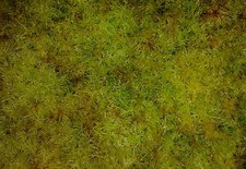 Sfagno vivo (Sphagnum riparium), 5x5 cm (circa 10 gr)