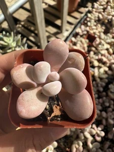 2pcs Pink Moonstone succulent Succulent Plants In 2in Pot Fully Rooted Live - Picture 1 of 2