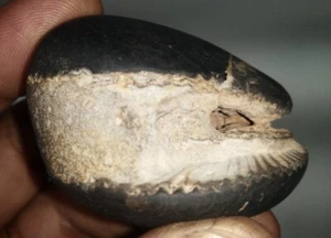 Rare Laxmi Narayan Shaligram / Lakshmi Narayana Salagram - Gandaki Rivière Nepal - Afbeelding 1 van 4