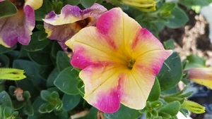 Petunien * Nr.2 * Petunia * 50 Blumensamen * handverlesen - Bild 1 von 2